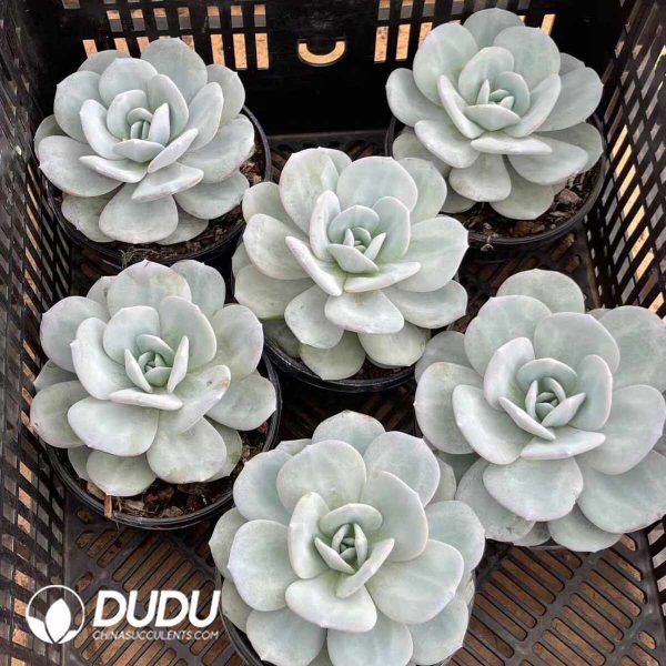 Echeveria Milk Tea - Image 2