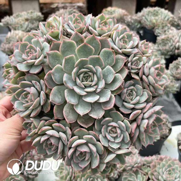 Echeveria Egeria Clustering - Image 2