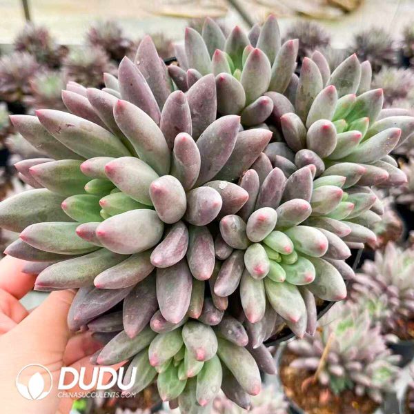 Pachyphytum Cherry Clustering - Image 2