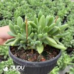 Pachyphytum Mango Milk Clustering - Image 2