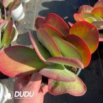 Kalanchoe Thyrsiflora - Image 2