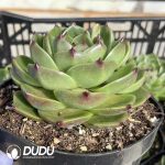 Echeveria Blue Gragon - Image 2