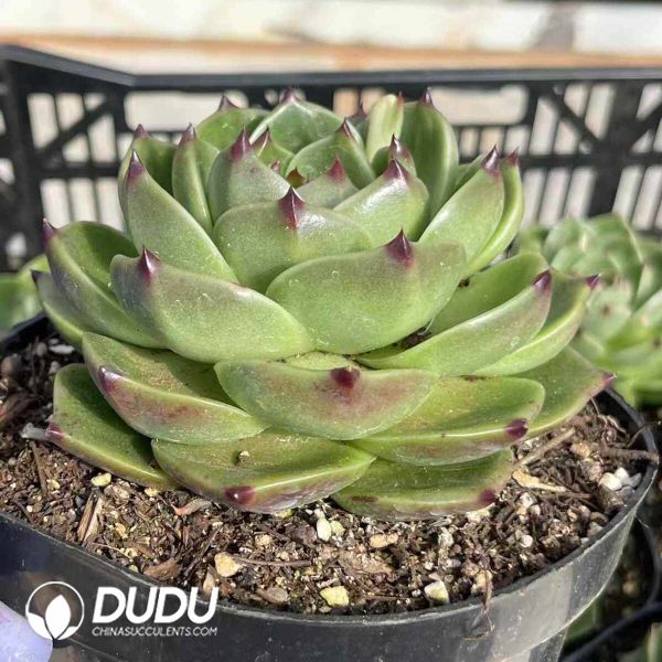 Echeveria Blue Gragon - Image 2