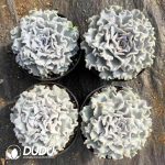 Echeveria White Madiba - Image 2