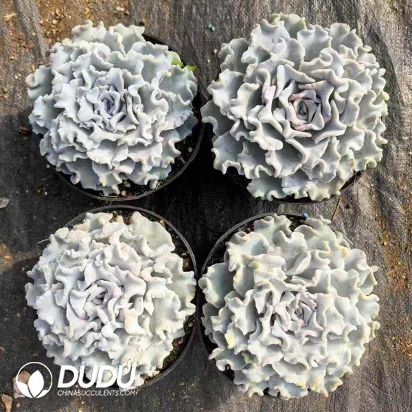 Echeveria White Madiba - Image 2