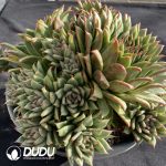 Echeveria Protrusion Maria Cluster - Image 2