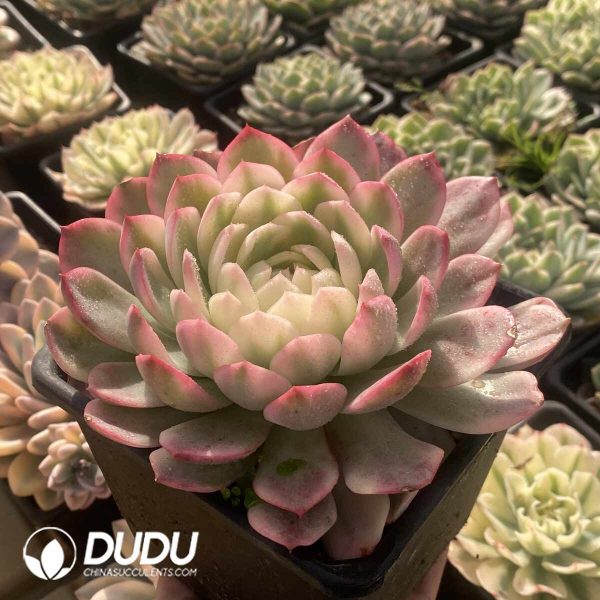 [RTS]Echeveria Ice Moon Variegated - Image 2