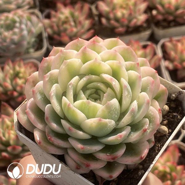 Echeveria Jasmine Variegated - Image 2