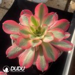Aeonium Roseolady - Image 2