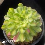 Aeonium Zhifou - Image 2