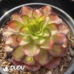 Aeonium Jinli - Image 2