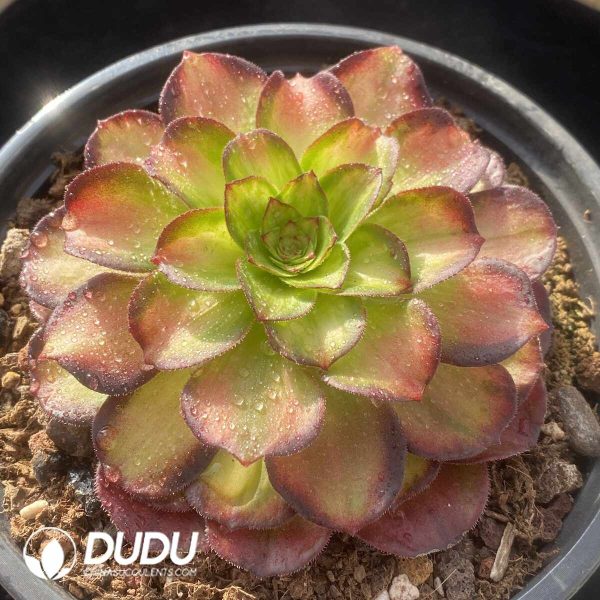 Aeonium Jinli - Image 2