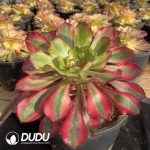 Aeonium Rubensaga - Image 2