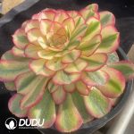 Aeonium Litchi - Image 2