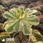 Aeonium Yanzi - Image 2