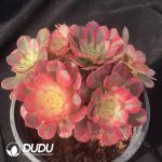 Aeonium Litchi Clustering - Image 2
