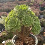 Aeonium Jadeite Glass Wide - Image 2