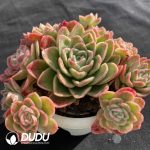Echeveria Ice Rose Cluster - Image 2