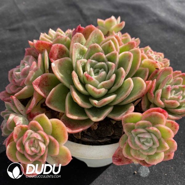 Echeveria Ice Rose Cluster - Image 2