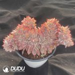 [RTS]Echeveria Moon Goddess Cristata - Image 2