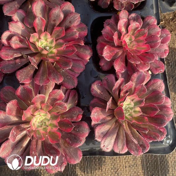 21pcs Aeonium Red Copper Pot White variegated Seedlings - Image 2