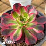 Aeonium Good Fortune - Image 2