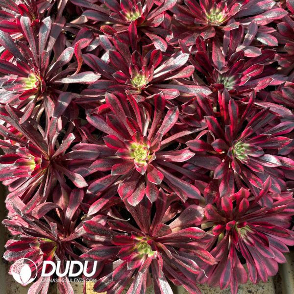 21pcs Aeonium Flame Spirit Seedlings - Image 2