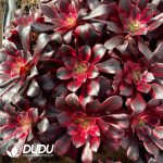 21pcs Aeonium Medusa Seedlings - Image 2