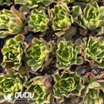 21pcs Aeonium River Stone Seedlings - Image 2