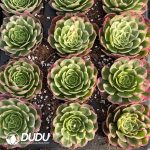21pcs Aeonium Litchi Seedlings - Image 2