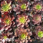 21pcs Aeonium Koi Carp Seedlings - Image 2