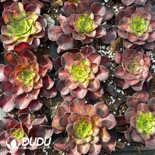 21pcs Aeonium Koi Carp Seedlings - Image 2