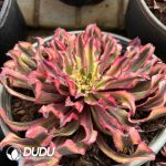 Aeonium Graceful Princess - Image 2