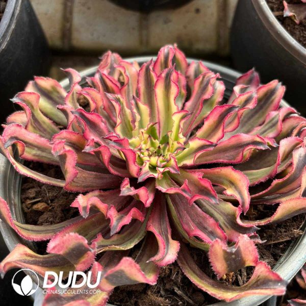 Aeonium Graceful Princess - Image 2