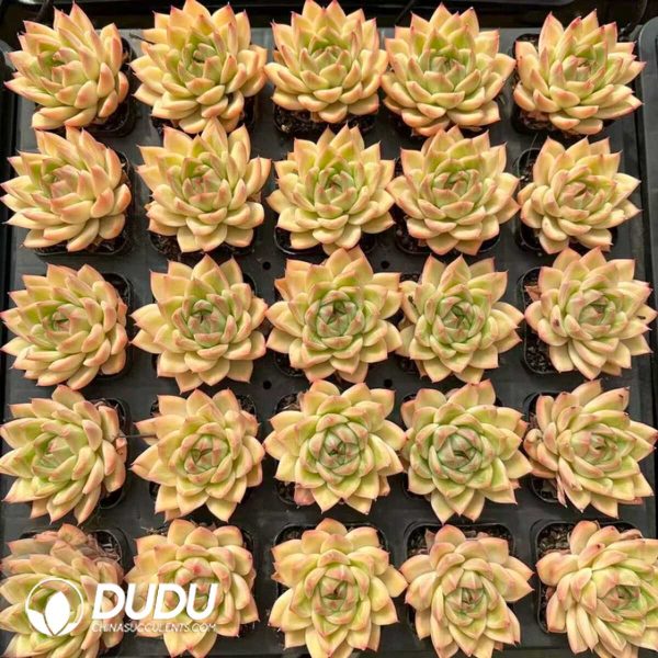 Echeveria Bangkok Little Palace - Image 2