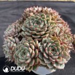 Echeveria Ben Badis Cluster - Image 2