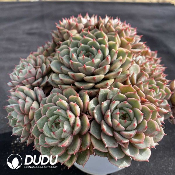 Echeveria Ben Badis Cluster - Image 2