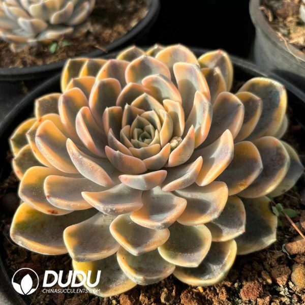 Echeveria Burger variegated - Image 2