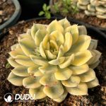 [RTS]Echeveria Moon Fairy Variegated - Image 2