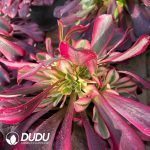 Aeonium Red Copper Pot White variegated - Image 2