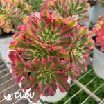 Aeonium Aquaman Cristata - Image 2