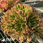 Aeonium River Stone - Image 2