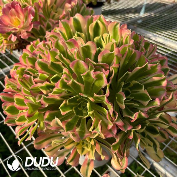 Aeonium River Stone - Image 2