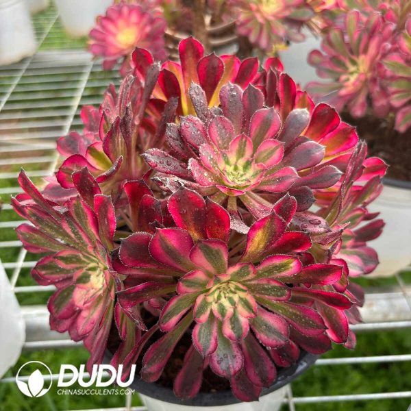 Aeonium Red Copper Pot White variegated Clustering - Image 2