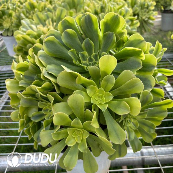 Aeonium Mung bean Clustering - Image 2