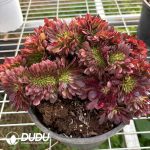 Aeonium Lunachan Cristata - Image 2