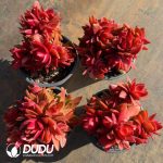 Crassula Capitella Campfire Variegated Clustering - Image 2