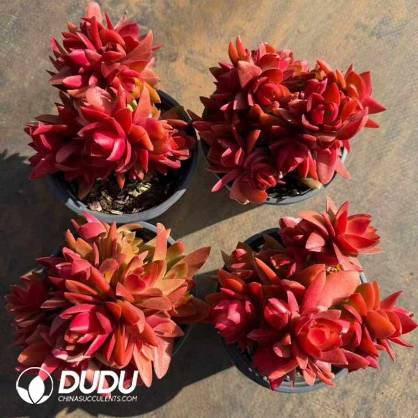 Crassula Capitella Campfire Variegated Clustering - Image 2