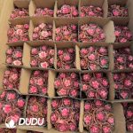 Echeveria Choloate Variegated Clustering - Image 2