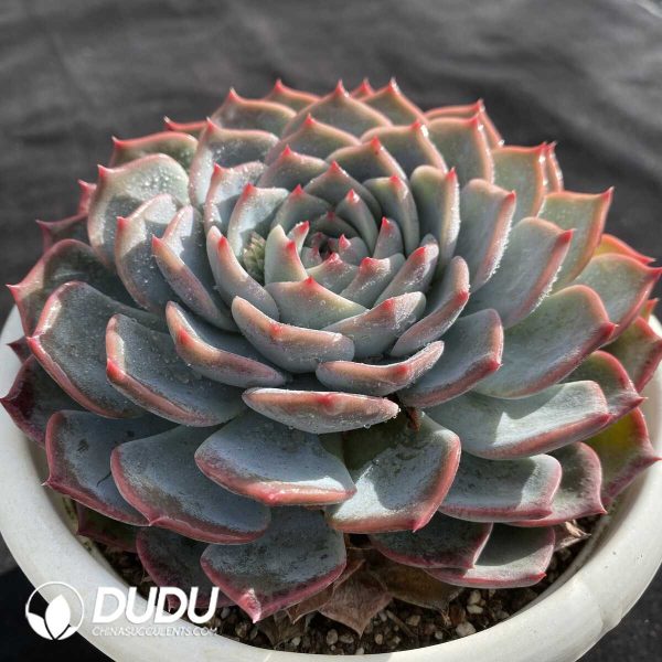 Echeveria Pirate - Image 2